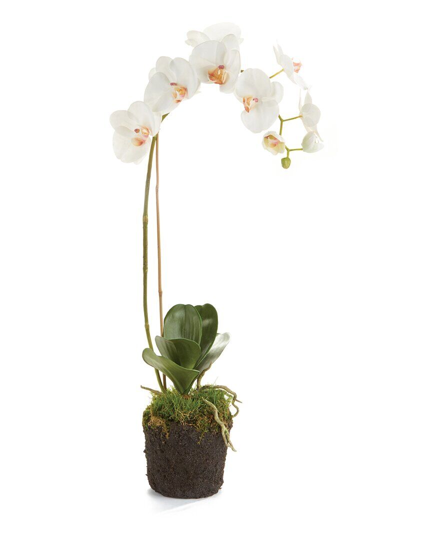 Napa Home & Garden 26in Phalaenopsis Orchid Drop-In White NoSize