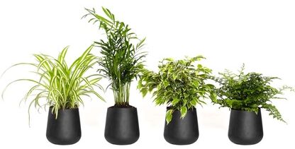 Groupon Goods Global GmbH 4er-Set pflegeleichte Zimmerpflanzen: Grünlilie, Mexikanische Bergpalme, Streifenfarn und Birkenfeige