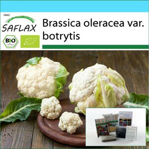 SAFLAX - Coffret Cadeau - Bio - Chou Fleur - Boule de Neige - 70 graines - Avec coffret cadeau, carte, étiquette et substrat de rempotage - Brassica oleracea - Publicité
