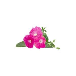 Click and Grow Click & Grow SGR73x3, Prydplante, Petunia, Startsæt, 7 - 14 dage, 18 - 30 °C, 3 stk