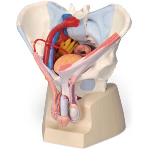 Modelo anatómico de pelvis masculina con ligamentos, vasos, nervios, suelo pélvico y órganos (Siete piezas)