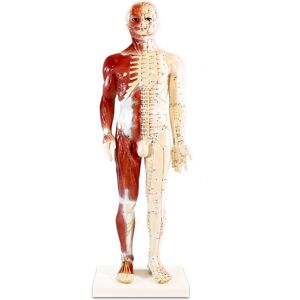 Modelo anatómico de cuerpo humano masculino 60 cm