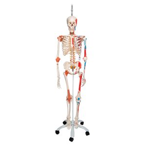 Esqueleto anatómico de lujo Sam: en soporte colgante con cinco ruedas
