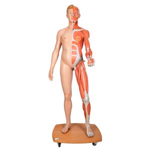 Figura humana corporal completa de doble sexo (Desmontable en 39 piezas)