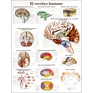 Lámina de anatomía: Cerebro humano