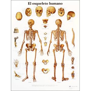 Lámina de anatomía: Esqueleto humano