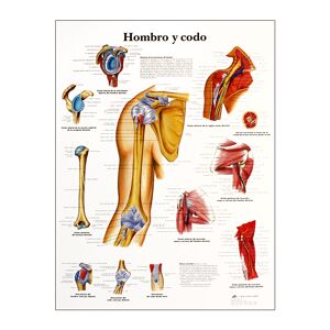 Lámina de anatomía: Hombro y codo