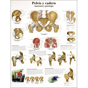 Lámina de anatomía: Pelvis y cadera