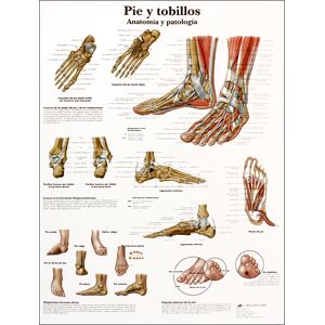 Lámina de anatomía: Pie y tobillos