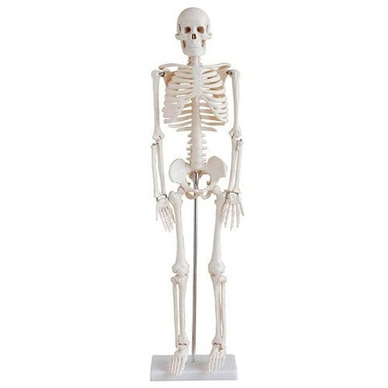 Mini Esqueleto Articulado (tamaño 85 cm): brazos y piernas desmontables