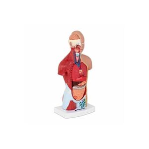 Physa Maquette anatomique du torse humain - En 15 parties amovibles - Hauteur de 26 cm - Publicité