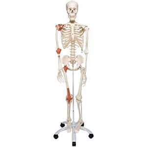 3B Scientific A12 Squelette avec ligaments articulaires sur pied métallique à 5 roulettes + Application anatomie gratuite 3B Smart Anatomy - Publicité