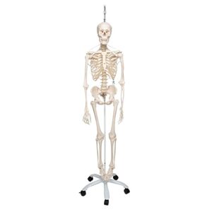 3B Scientific A15/3S Squelette fonctionnel sur pied d'accrochage métallique avec 5 roulettes + Application anatomie gratuite 3B Smart Anatomy - Publicité