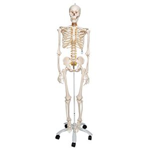 3B Scientific A15 Squelette souple sur pied métallique avec 5 roulettes + Application anatomie gratuite 3B Smart Anatomy - Publicité
