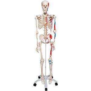 3B Scientific A11 Squelette avec représentation des muscles sur pied métallique à 5 roulettes + Application anatomie gratuite 3B Smart Anatomy - Publicité