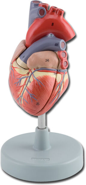 Gima Modellino Anatomico Cuore