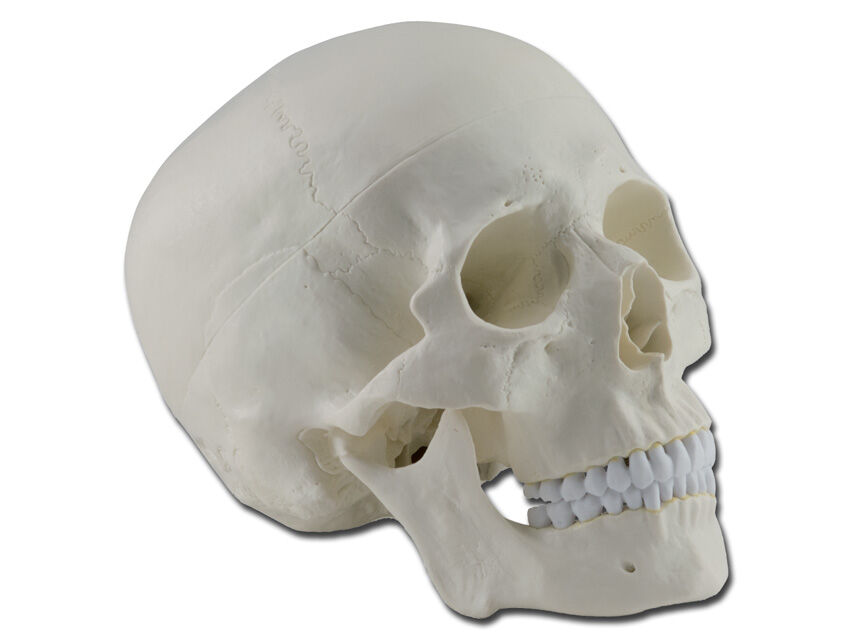Gima Modellino Anatomico Cranio Umano