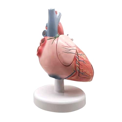 UPIKIT 1:1 Hartmodel Anatomisch PVC Menselijk Levensgroot Hartmodel Medische Cardiovasculaire Medische Modellen Voor Patiënteneducatie of Anatomische Studie