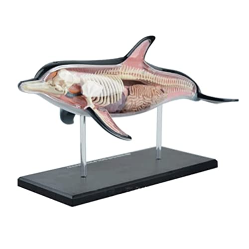 CRBUDY Skelet Model Anatomie Model Dolfijn dier anatomie model Anatomische modellen speelgoed Oceaan vis model Dierlijke organen Model Dierlijke anatomie Model
