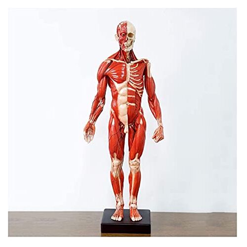 HKFJSH Mannelijke Anatomische Anatomie Schedel Hoofd Lichaam Model voor Onderwijs Kunst Beeldhouwkunst Onderwijs Referentie Tool (60cm)