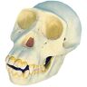 FHUILI Chimpansee Skull Model 1: 1 Replica Medical Skull Skeleton Model Human Medical Skull Model voor studie display Teaching Medical Model