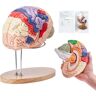 VEVOR Human Brain Model Anatomy, 2X Life-Size 4-Part Human Brain Anatomical Model with Labels & Display Base, Color-Coded Detachable Brain Model for Science Research Teaching Learning Study Display