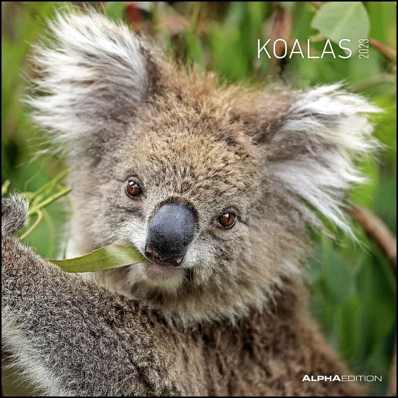 Alpha Koalas 2023 - Broschürenkalender 30x30 cm (30x60 geöffnet) - Kalender mit...