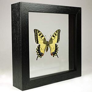 De Museumwinkel.com Papilio machaon – Machaon de l'Ancien Monde Vrai Papillon de taxidermie monté Entre Verre dans Un Cadre en Verre Double Fait Main en Bois Noir - Publicité