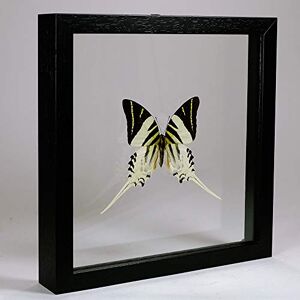 De Museumwinkel.com Graphium androcles – Papillon geant de Queue d'épée Vrai Papillon de taxidermie monté Entre Verre dans Un Cadre en Verre Double Fait Main en Bois Noir - Publicité