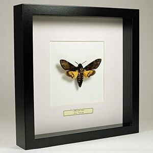 De Museumwinkel.com Acherontia atropos – Sphinx tête de Mort Vrai Papillon de taxidermie monté sous Verre dans Un Cadre Fait Main en Bois Noir - Publicité