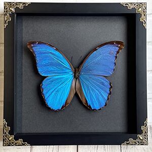 Butterfly Man Giant Blue Morpho Butterfly (Morpho didius) Baroque Style Deep Shadow Box Display Genuine Specimen Frame Size 25 x 25cm