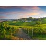 SBX Weine aus dem Piemont: Besichtigung eines Weinguts mit Verkostung