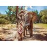 SBX Einzigartige Auszeit mit Elefanten im Tiererlebnispark für 2 Personen