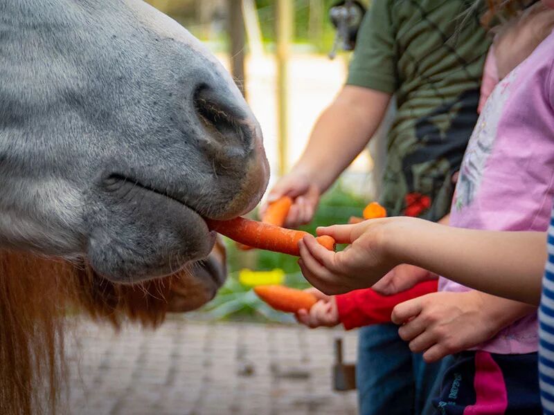 SBX Ponyabenteuer und Tierfreundschaft auf dem Bauernhof für eine Familie