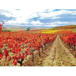SmartBox ¡De vinos por la DOCa Rioja! 1 visita a bodega y cata de vinos