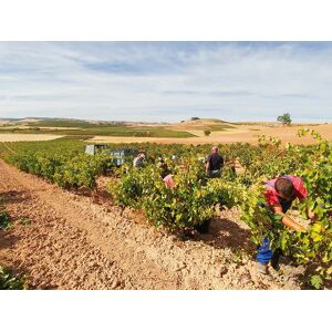 SmartBox Bodegas Hesvera, D.O. Ribera del Duero: visita a bodega y cata de vinos