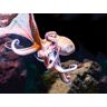 SmartBox Palma Aquarium: 1 entrada de adulto