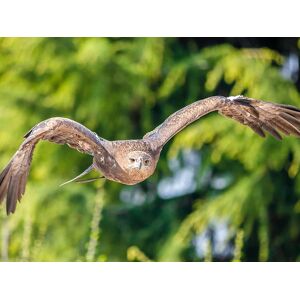 SmartBox Esperienza di falconeria con spettacolo e visita ai rapaci a Cividale del Friuli