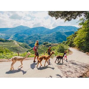 SmartBox Tra il verde e gli alpaca: una divertente attivitÃ  di famiglia in Trentino Alto Adige