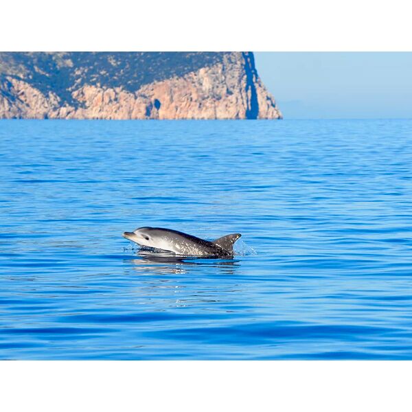 smartbox alla ricerca dei delfini in sardegna con unâ€™escursione in gommone per 2