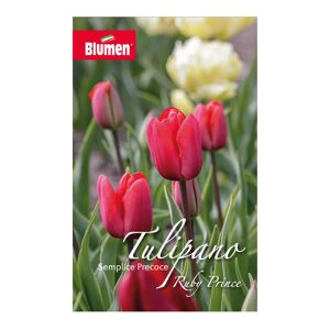 BLUMEN Bulbo fiore  Tulipano Ruby Prince confezione da 6