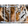 Papermoon Fototapete »Tiger im Käfig« bunt B/L: 5,00 m x 2,80 m B/L: 5,00 m x 2,80 m unisex