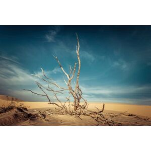 Papermoon Fototapete »Toter Baum in Wüste« bunt  B/L: 3,00 m x 2,23 m