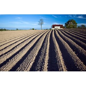 Papermoon Fototapete »Feld« bunt  B/L: 2,50 m x 1,86 m