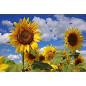Papermoon Fototapete »Sonnenblumen« mehrfarbig  B/L: 2 m x 1,49 m