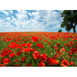 Papermoon Fototapete »Red Poppy Field« mehrfarbig  B/L: 2 m x 1,49 m