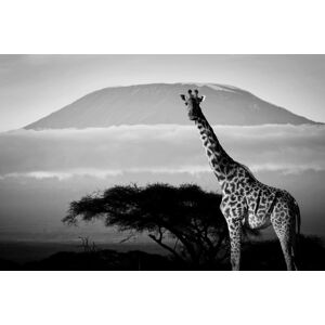 Papermoon Fototapete »Giraffe mit Landschaft Schwarz & Weiss« schwarz/weiss  B/L: 3,00 m x 2,23 m
