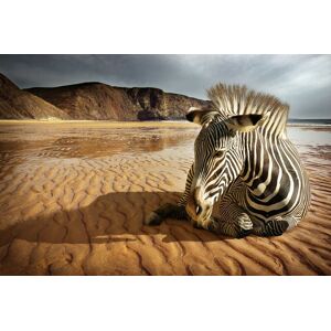 Papermoon Fototapete »Strandzebra« bunt  B/L: 3,0 m x 2,2 m