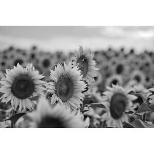 Papermoon Fototapete »Sonnenblumen Schwarz & Weiss« schwarz/weiss  B/L: 2,50 m x 1,86 m