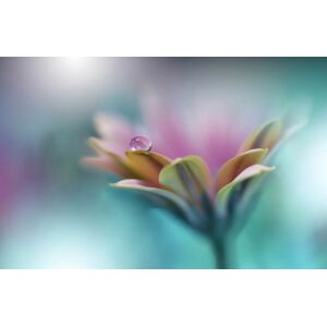 Papermoon Fototapete »Zen Wassertropfen mit Blume Makro« bunt  B/L: 3,00 m x 2,23 m